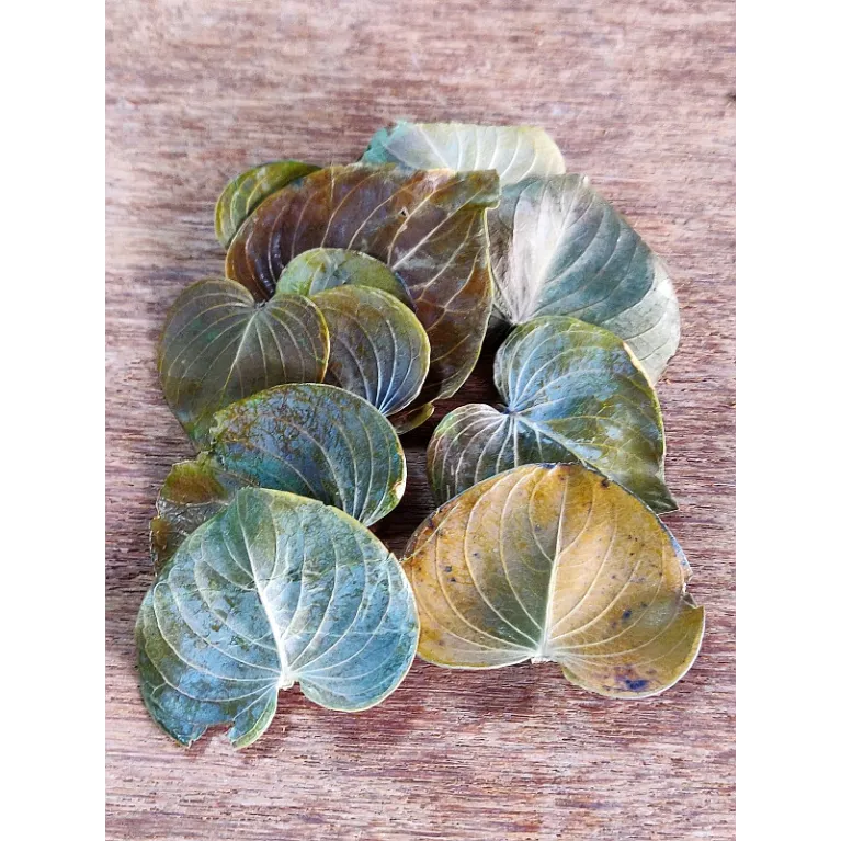 Coracao Leaves 10pcs