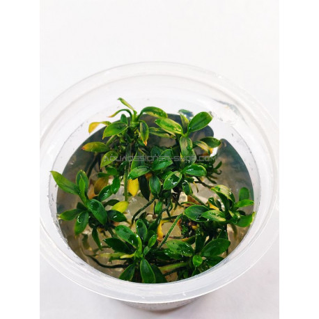 Anubias pangolino in vitro aquadesigner aquascaping aquarium