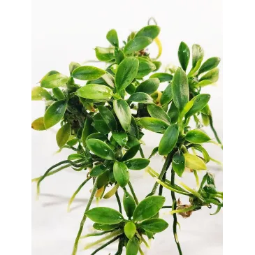 Anubias pangolino in vitro aquadesigner aquascaping aquarium