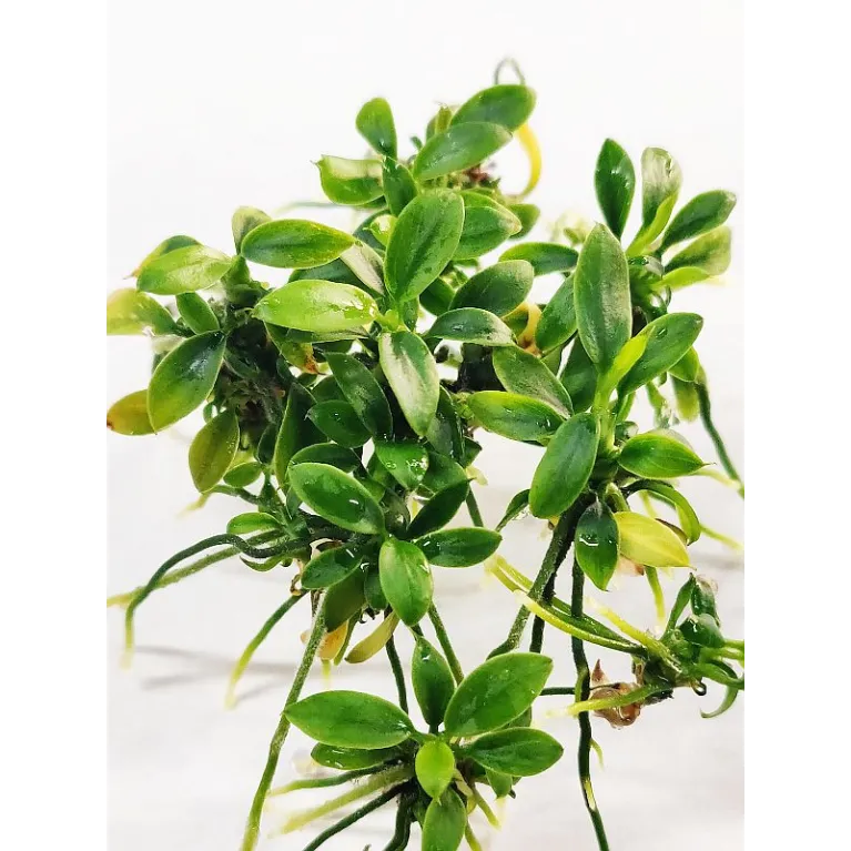 Anubias pangolino in vitro aquadesigner aquascaping aquarium