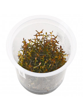 Rotala Macranda sp. Mini ADA in vitro