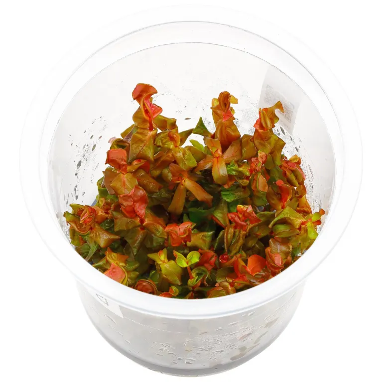 Rotala Macrandra ADA in vitro