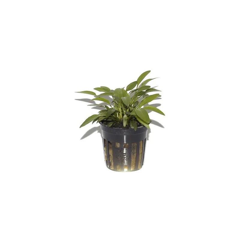 Cryptocoryne x willisii