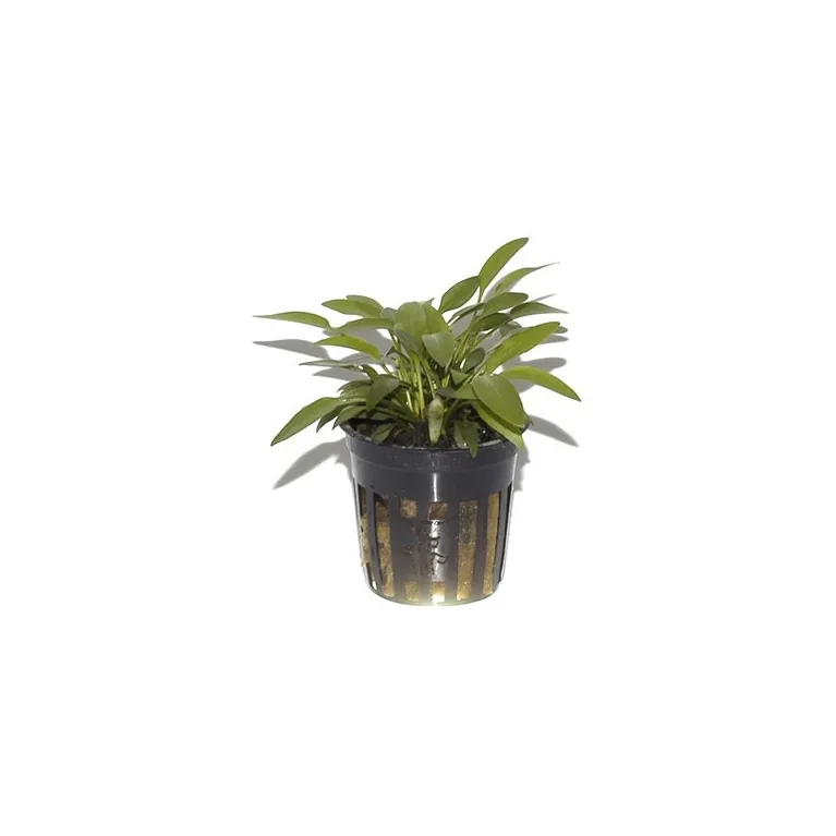 Cryptocoryne x willisii