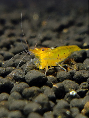 caridina serrata tangerine tiger