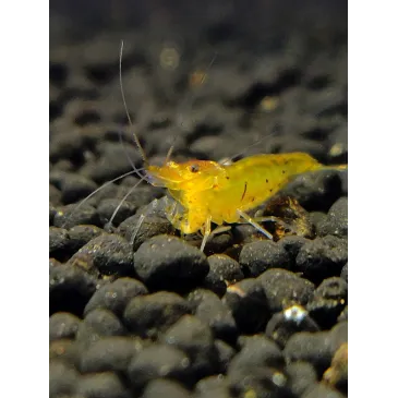 caridina serrata tangerine tiger
