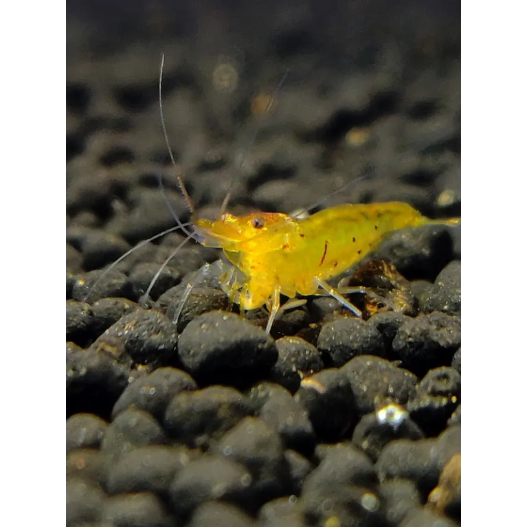 caridina serrata tangerine tiger