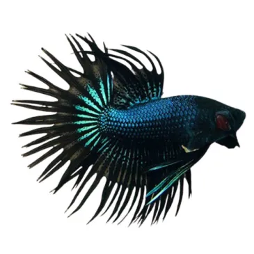 Betta crowntail