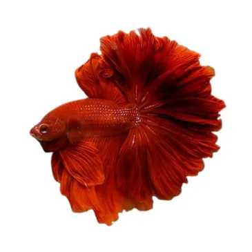 Betta Rosetail