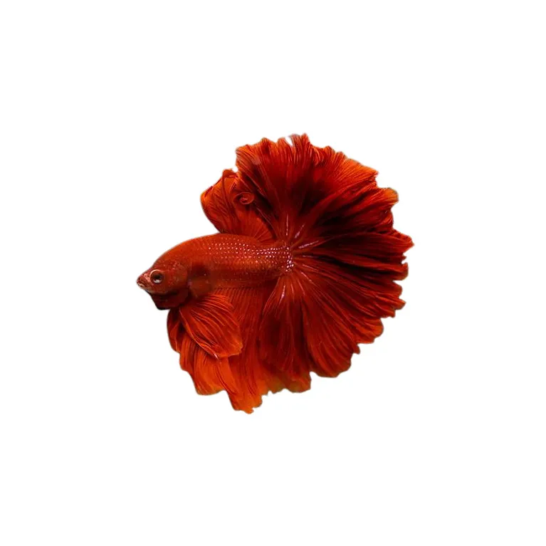 Betta Rosetail