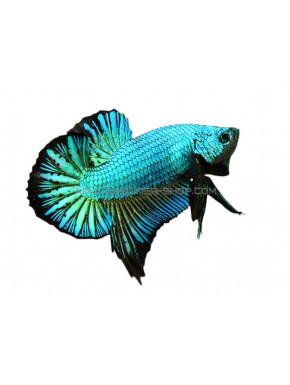 Betta plakat sunkist (orange)