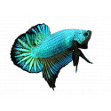 Betta plakat sunkist (orange)