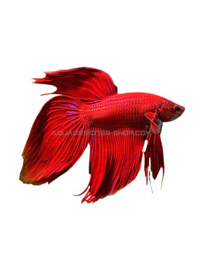 Betta Veiltail red