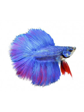 Betta Double tail