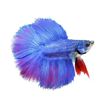 Betta Double tail