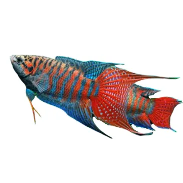 Macropodus Opercularis