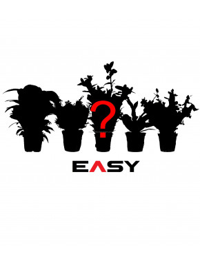 Lot de 5 plantes mystères EASY
