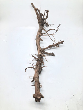 Azare roots L02