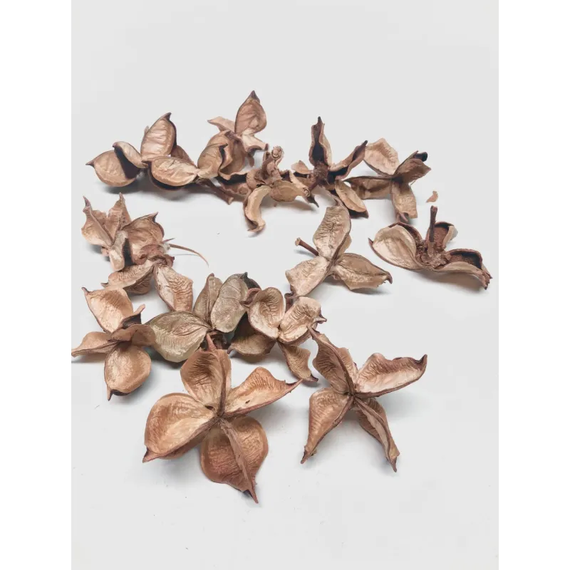 Cosse de coton lot de 15 - pods