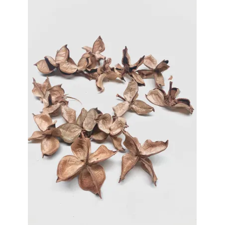 Cosse de coton lot de 15 - pods