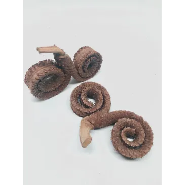 Cosses de palmier double, lot de 2 - pods