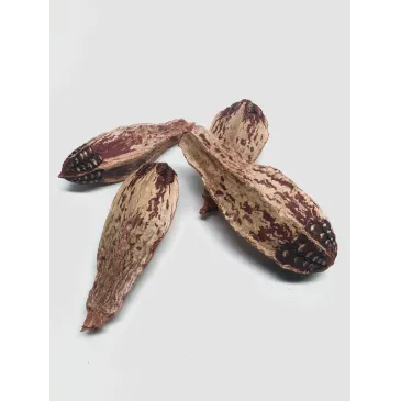 Gousse de Mehogany lot de 4 - pods