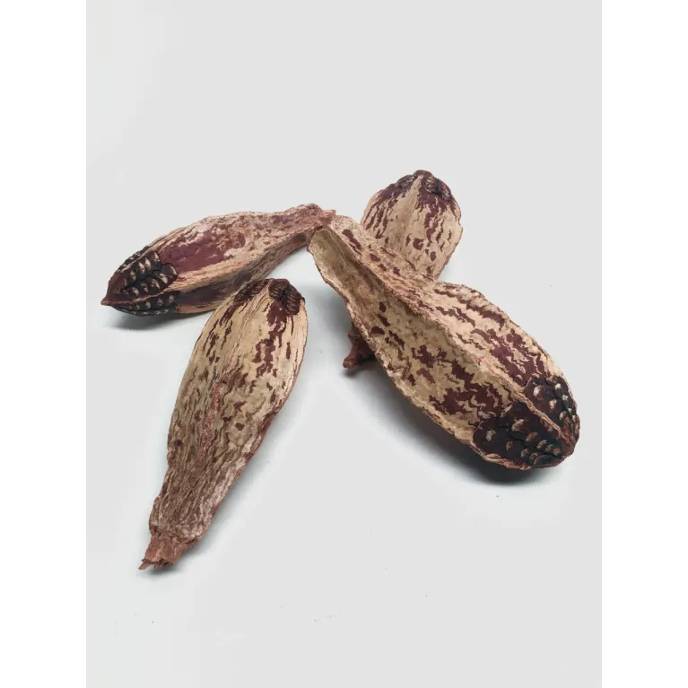 Gousse de Mehogany lot de 4 - pods