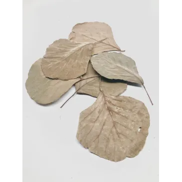 Feuilles de Cobra 6 pcs