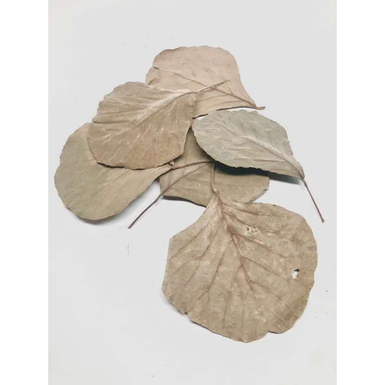 Feuilles de Cobra 6 pcs