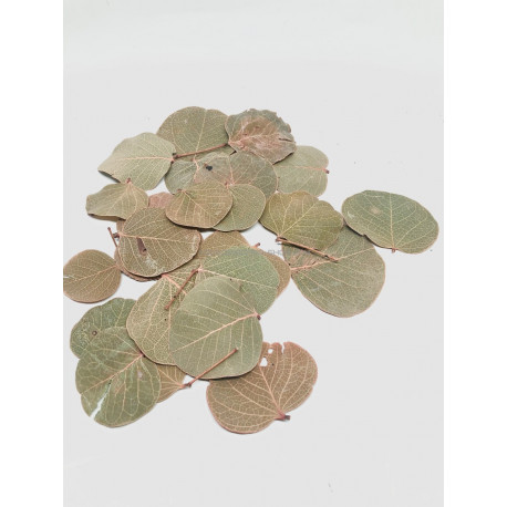 Feuilles de Moneta 30 pcs