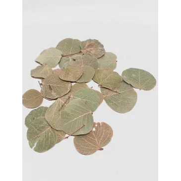 Feuilles de Moneta 30 pcs