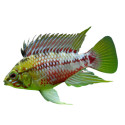 Apistogramma hongsloi