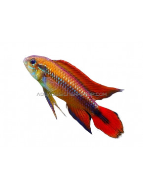 Apistogramma agassizii red dorsal