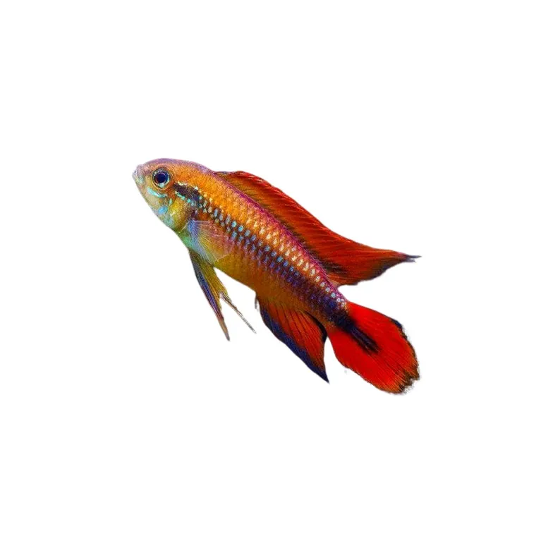 Apistogramma agassizii red dorsal