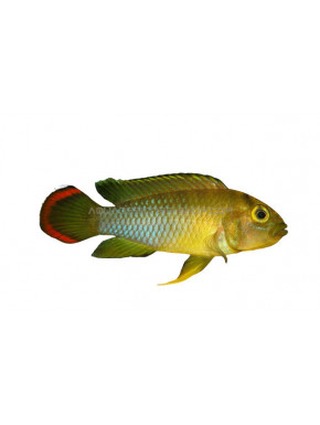 Apistogramma Nijsseni