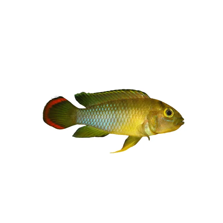 Apistogramma Nijsseni