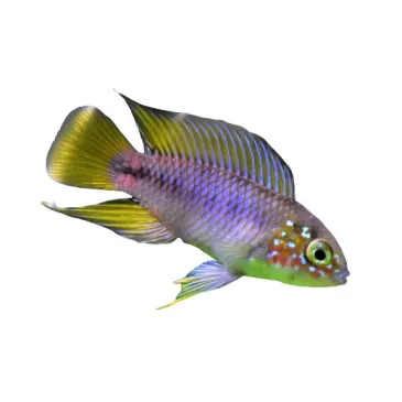 Apistogramma borelli sp Opal