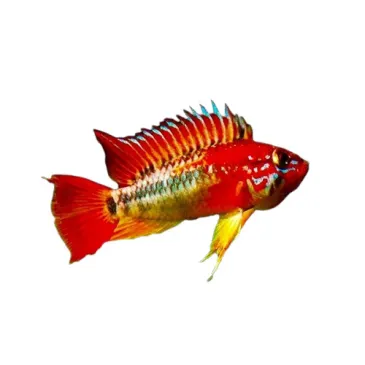 Apistogramma macmasteri red mask