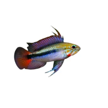 Apistogramma sp mamore red