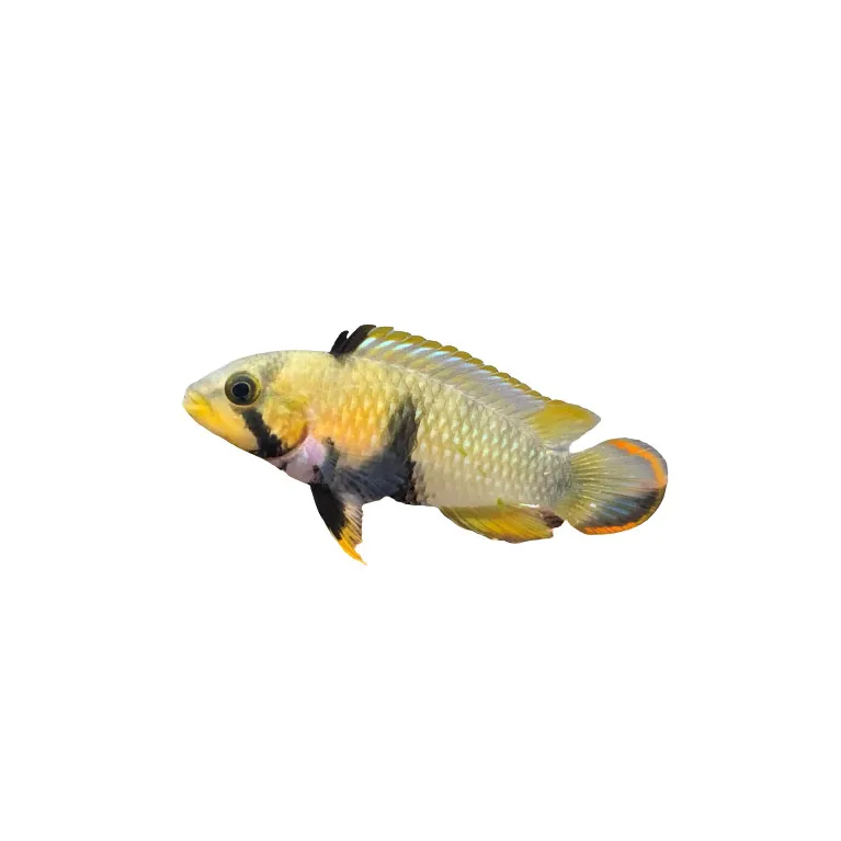 Apistogramma pandourini