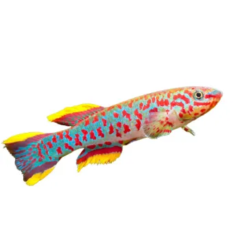 fundulopanchax gardneri Couple (Aphyosemion gardneri) 