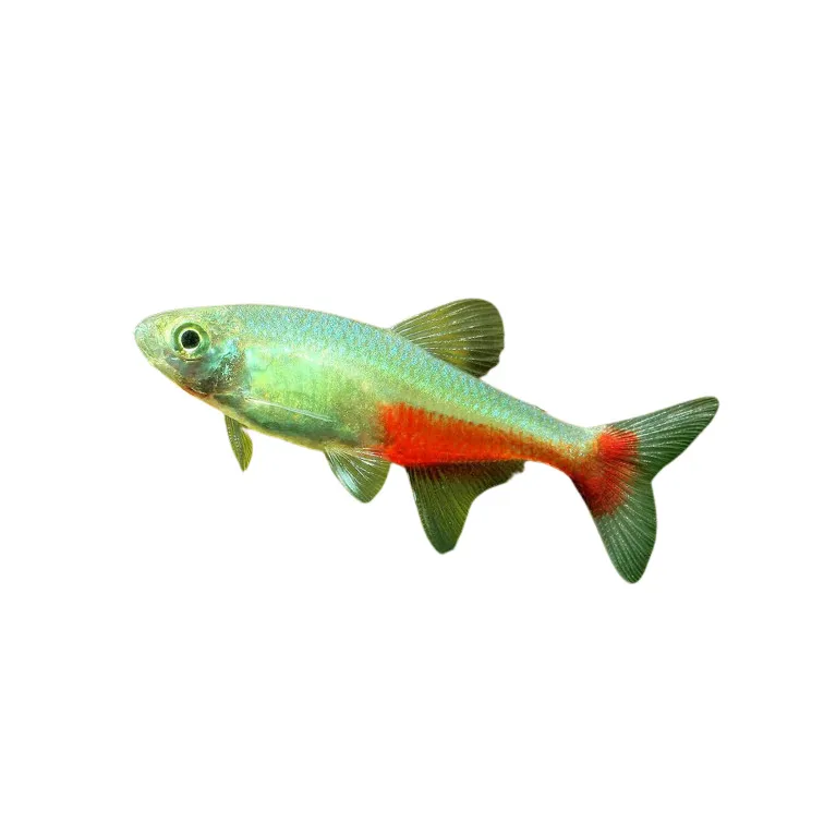 aphyocharax rathbuni