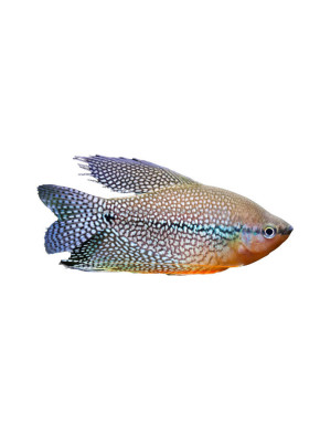 Trichogaster Leeri - gourami perlé