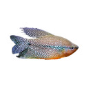 Trichogaster Leeri - gourami perlé