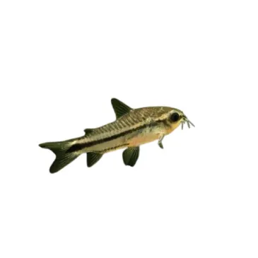 Corydoras Pygmaeus