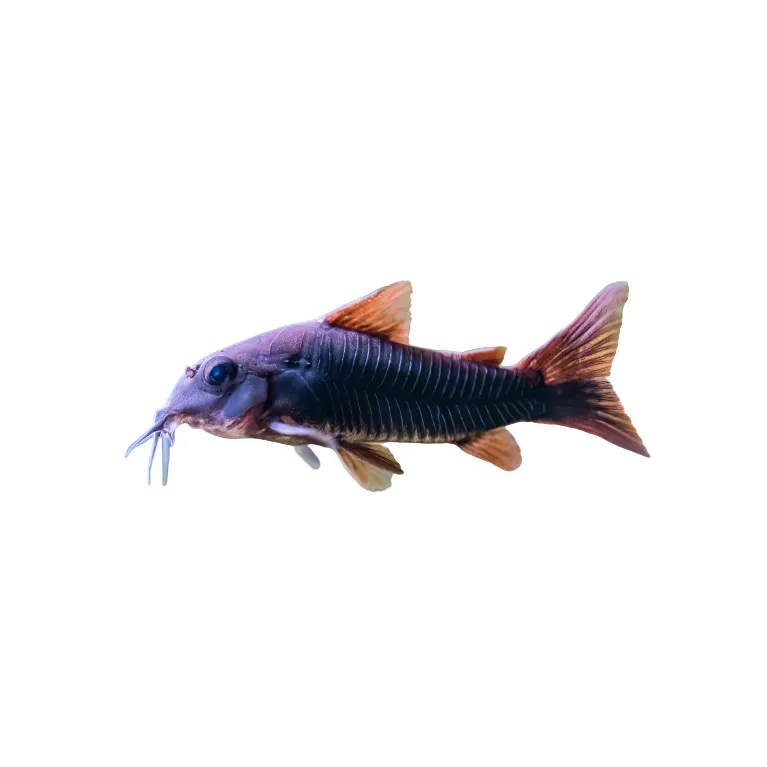 Corydoras sp black Venezuela