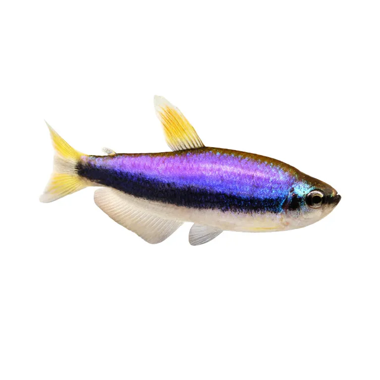 Inpaichtys kerri superblue