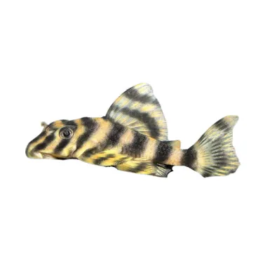 L015 Peckoltia vittata