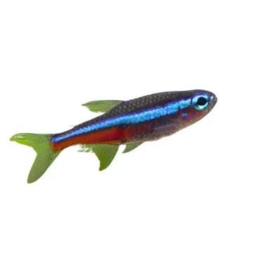 Paracheirodon Simulans