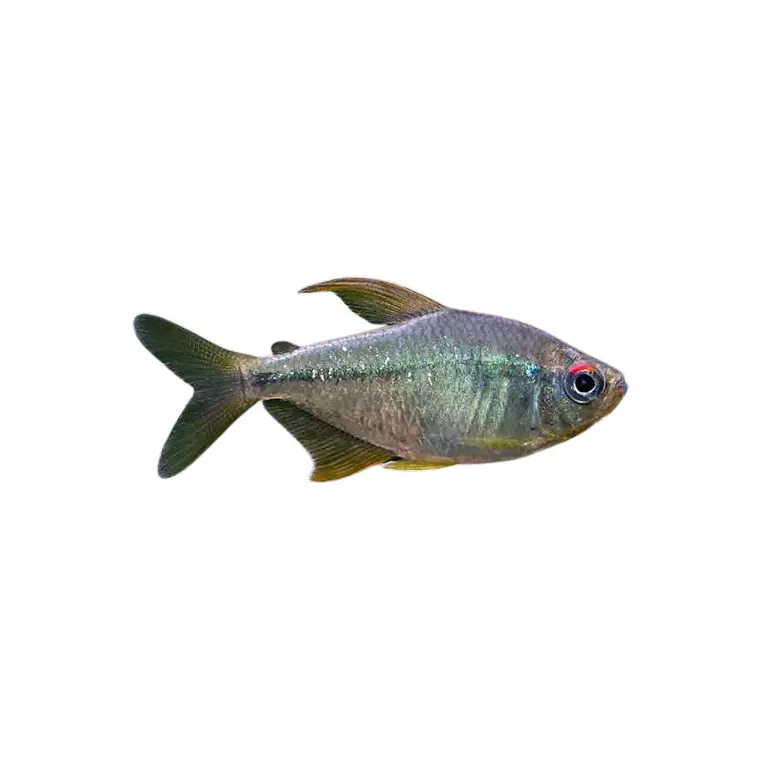 Moenkhausia Pittieri